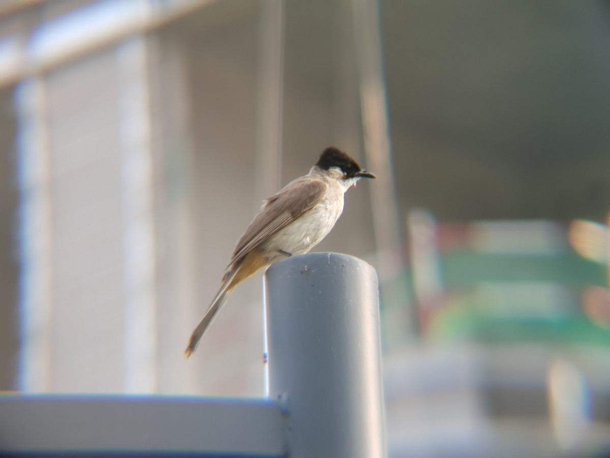 Brown-breasted Bulbul - ML645879389