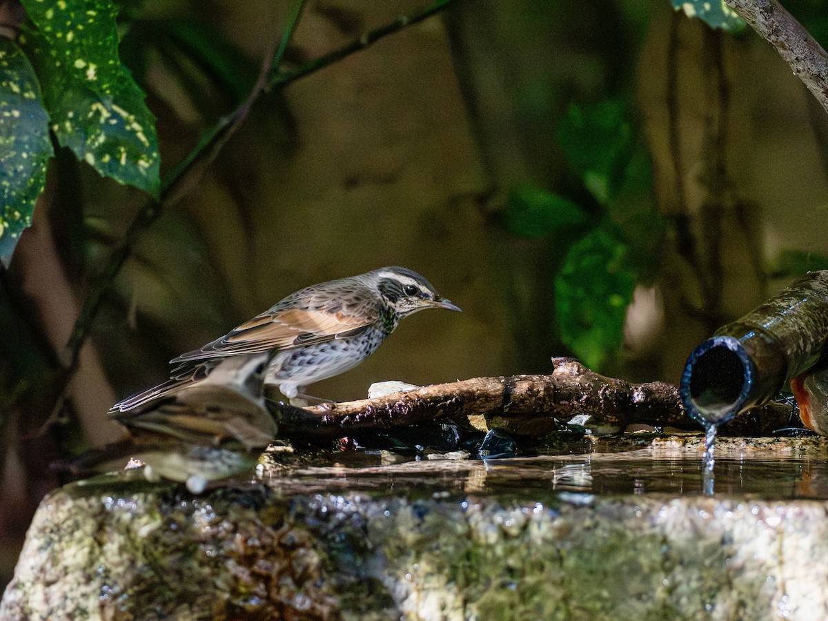 Дрізд темний - ML645879403