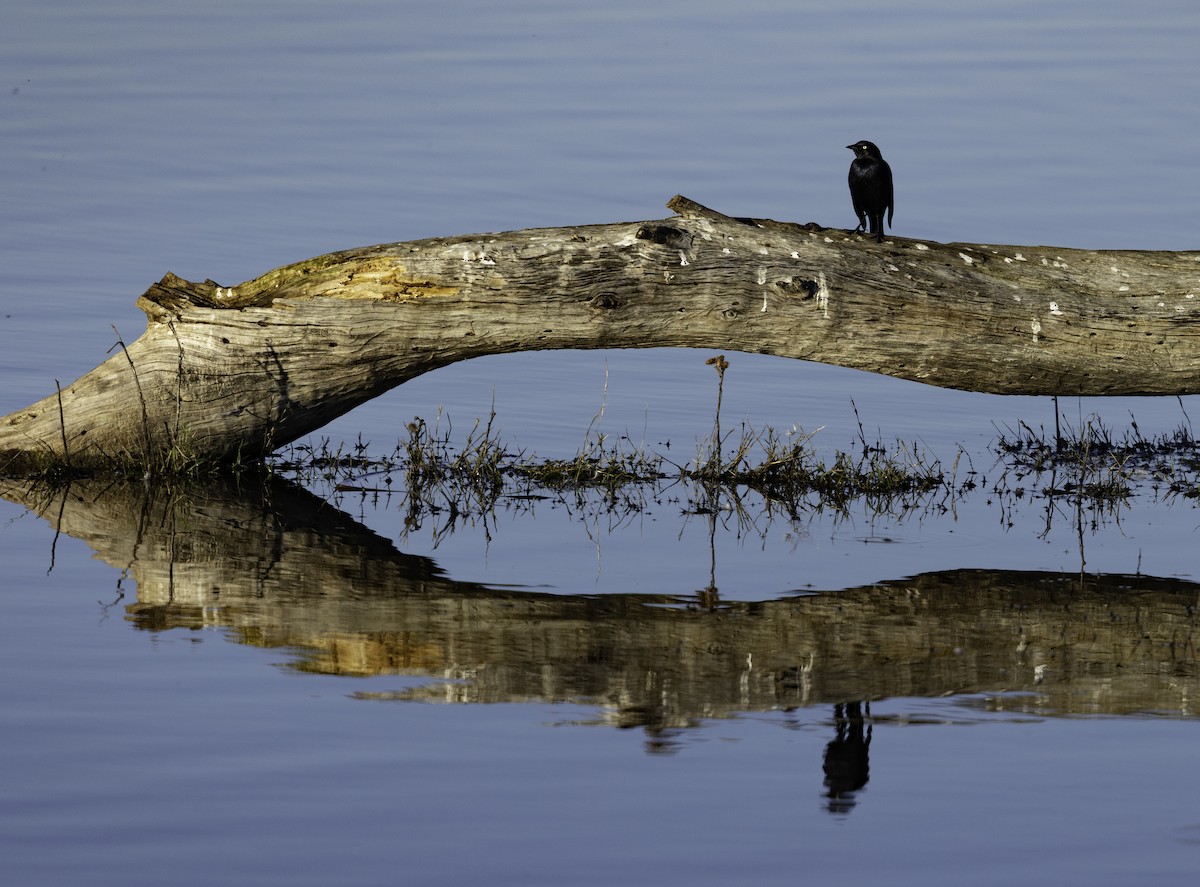 Трупіалець пурпуровий - ML645879404