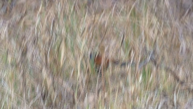 Greater Coucal - ML645879406