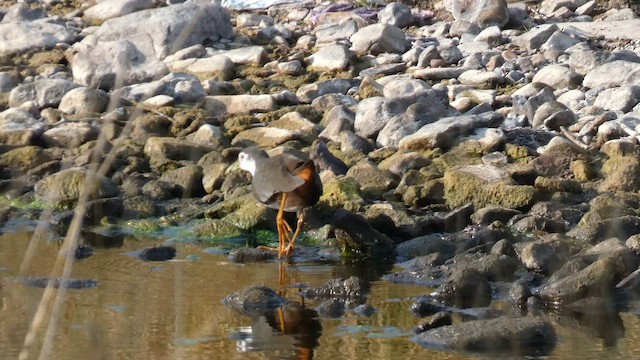 White-breasted Waterhen - ML645879407