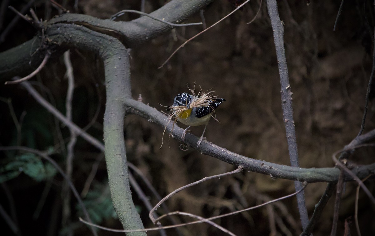 Spotted Pardalote (Spotted) - ML645879410