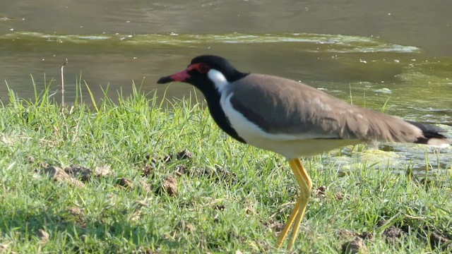 Red-wattled Lapwing - ML645879413