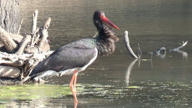 Black Stork - ML645879425