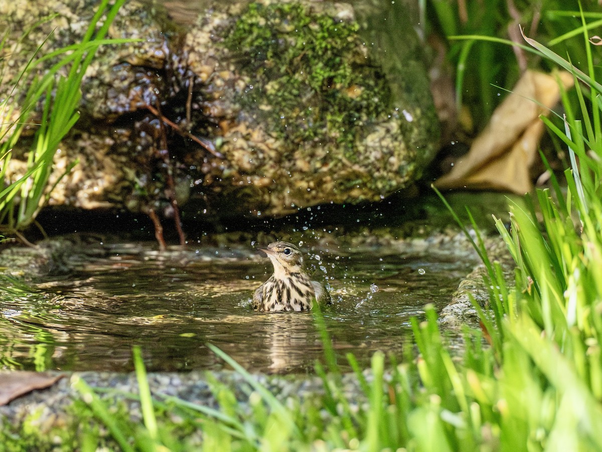 Щеврик оливковий - ML645879433