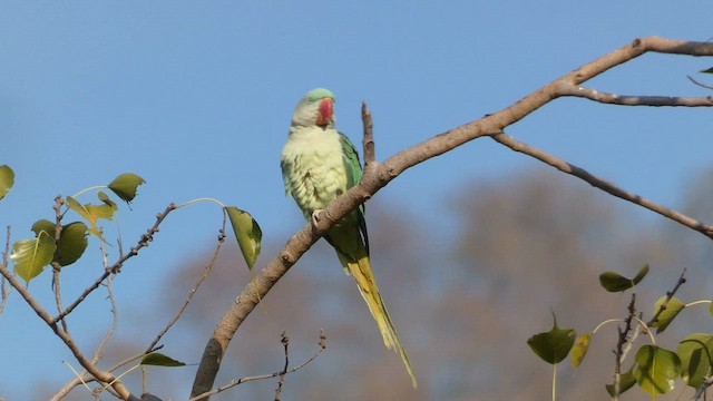 Rose-ringed Parakeet - ML645879435
