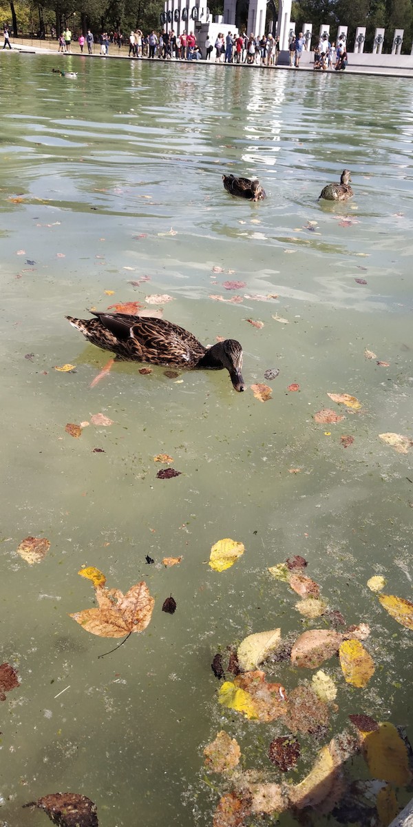 Green-winged Teal - ML645879437