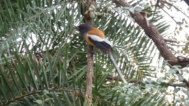 Rufous Treepie - ML645879442
