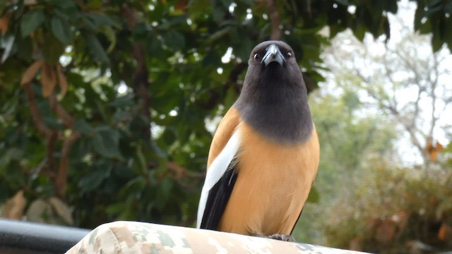 Rufous Treepie - ML645879449