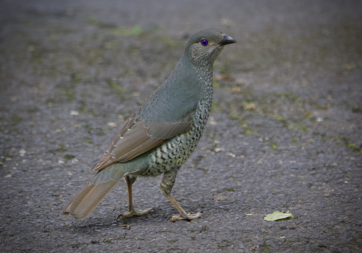Satin Bowerbird - ML645879467