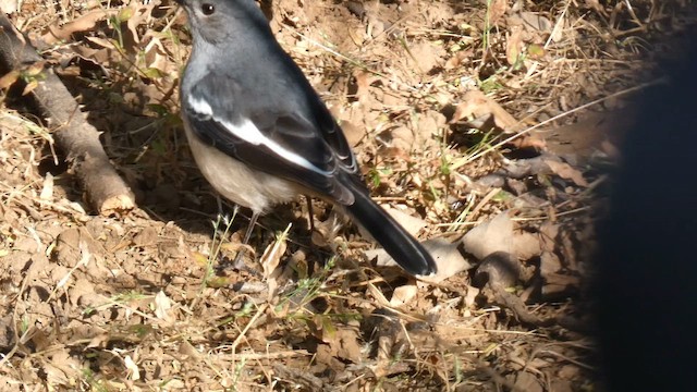 Oriental Magpie-Robin - ML645879468