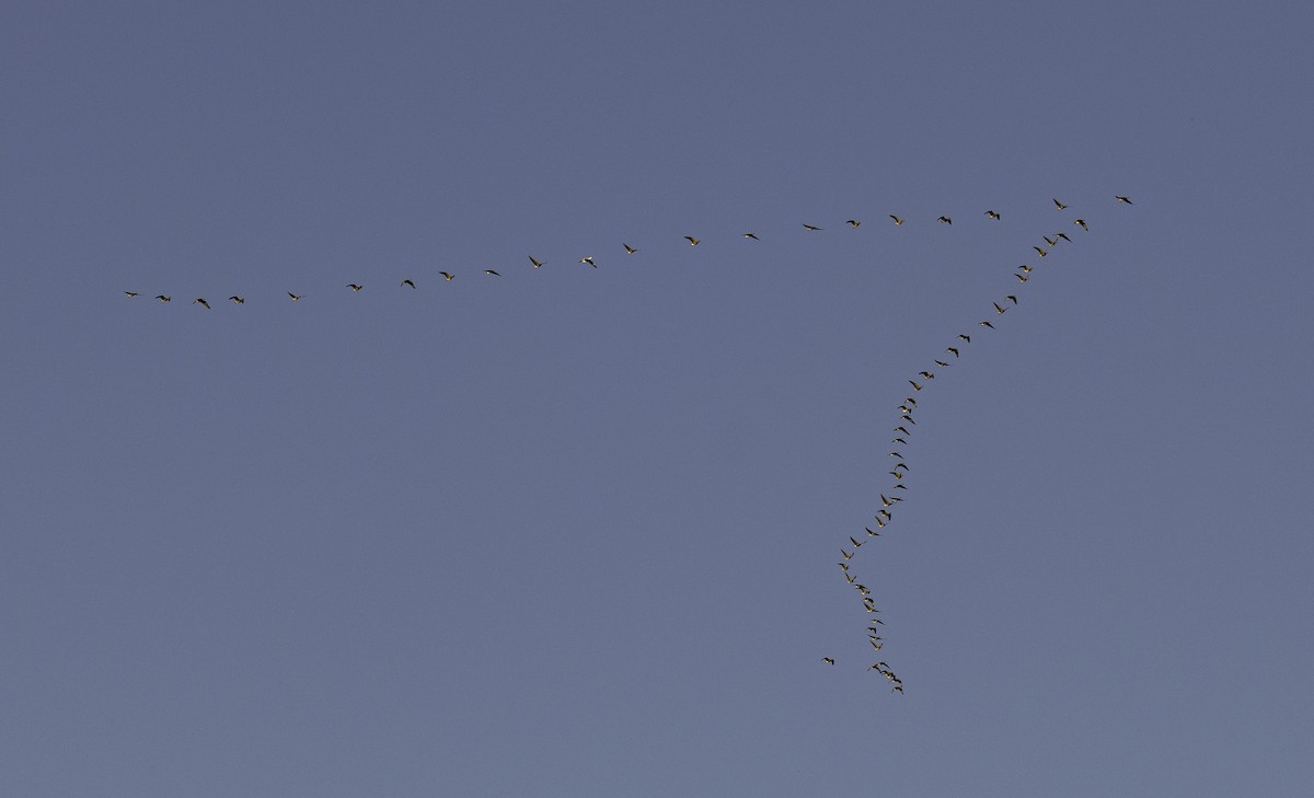 マガン - ML645879470