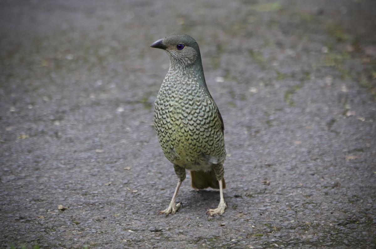 アオアズマヤドリ - ML645879471