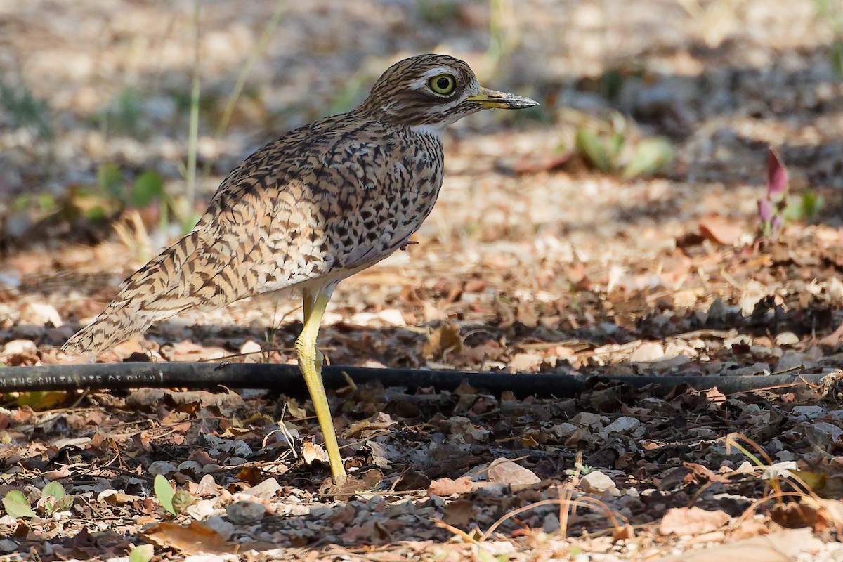 ケープイシチドリ - ML645879472