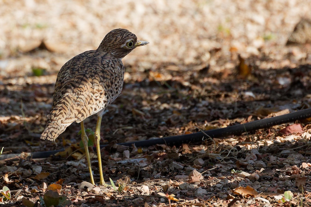 ケープイシチドリ - ML645879473