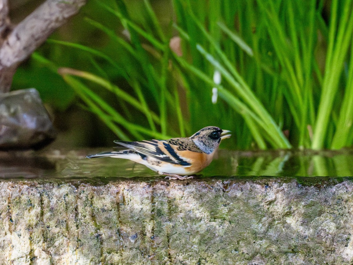 アトリ - ML645879474