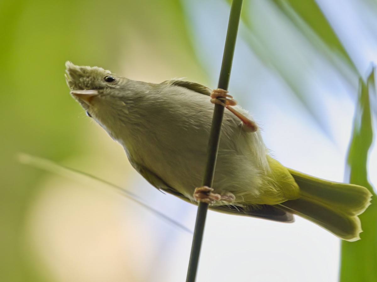 アオチメドリ - ML645879475