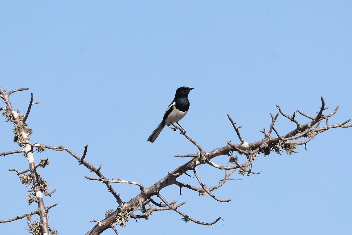 マダガスカルシキチョウ - ML645879476