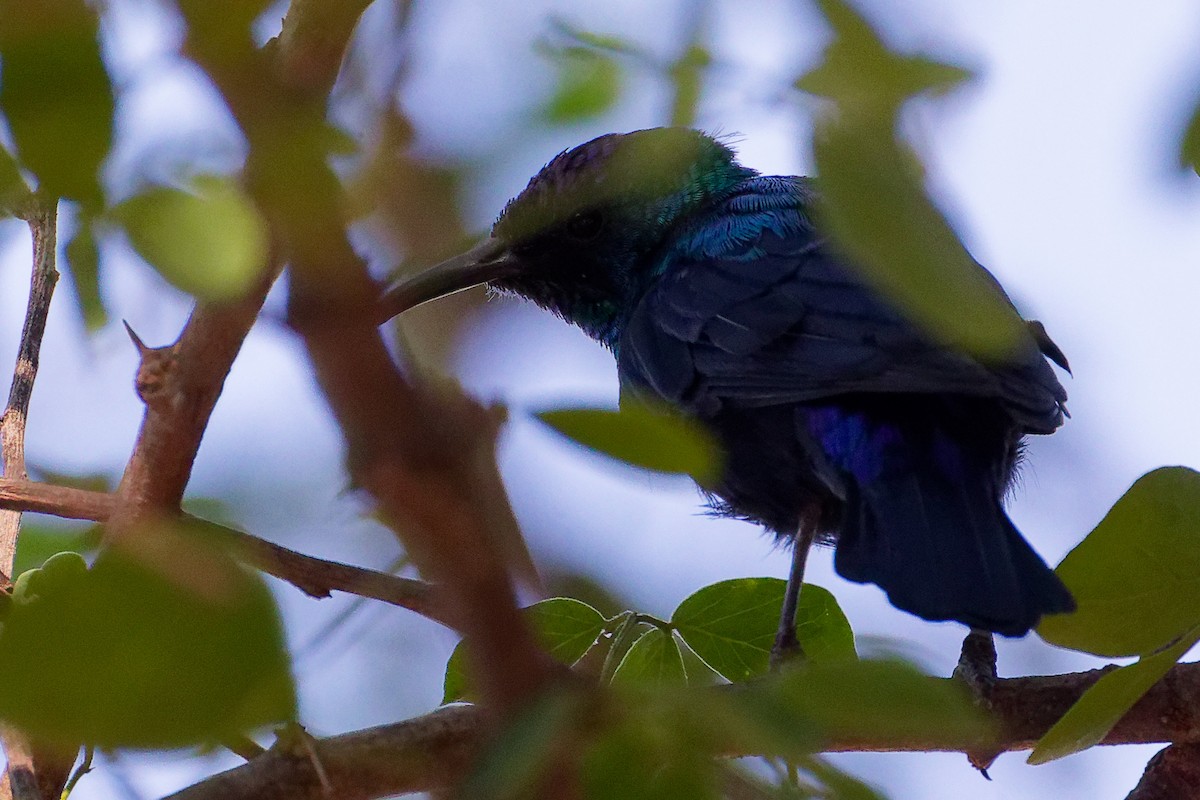 Arabian Sunbird - ML645879477