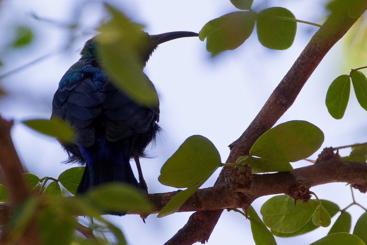 Arabian Sunbird - ML645879478