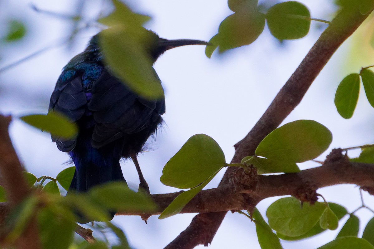 Arabian Sunbird - ML645879479