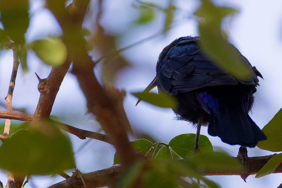 Arabian Sunbird - ML645879480