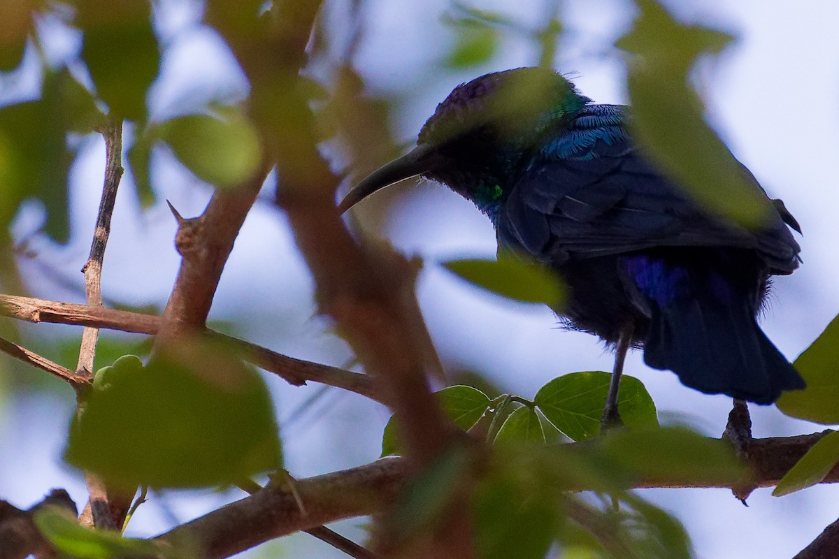 Arabian Sunbird - ML645879481