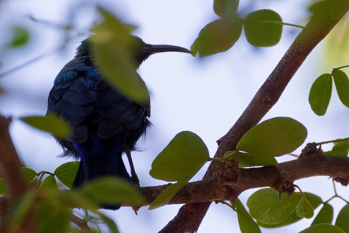 Arabian Sunbird - ML645879482