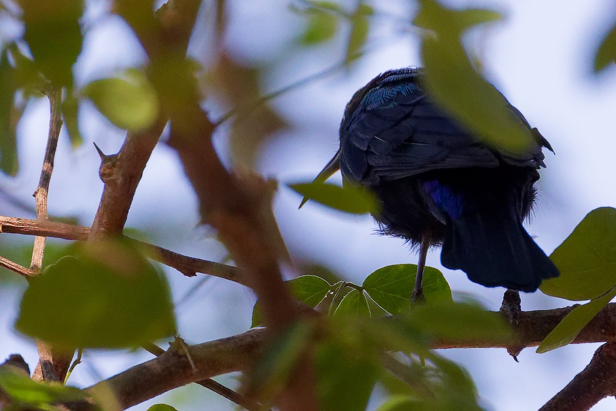 Arabian Sunbird - ML645879483