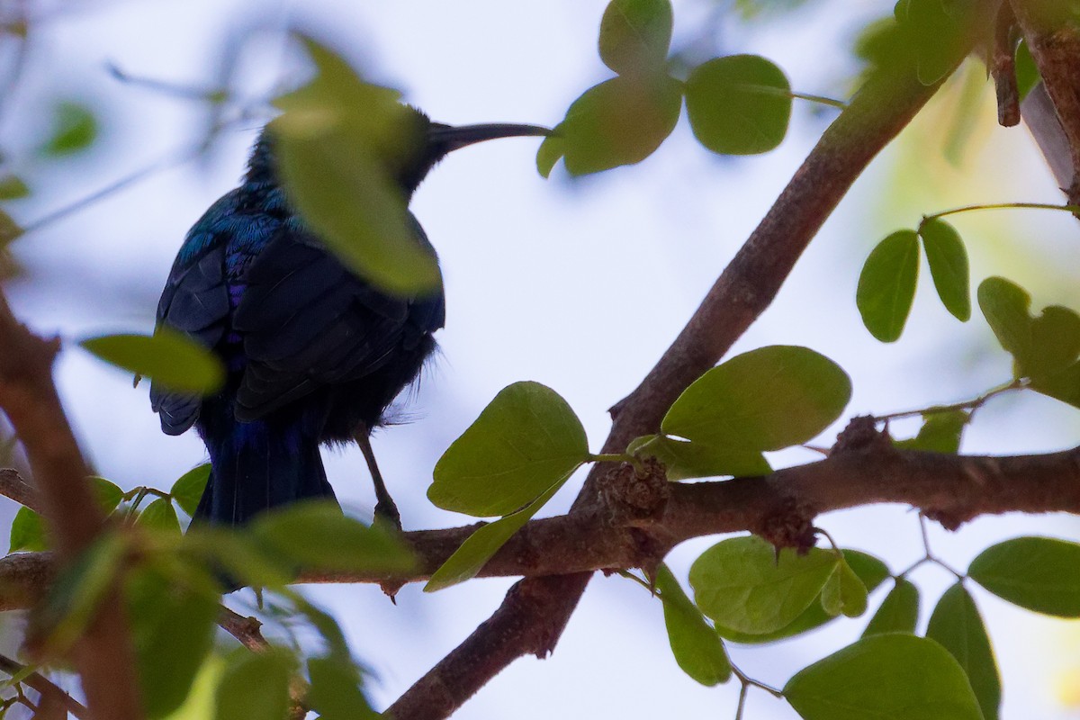 Arabian Sunbird - ML645879484