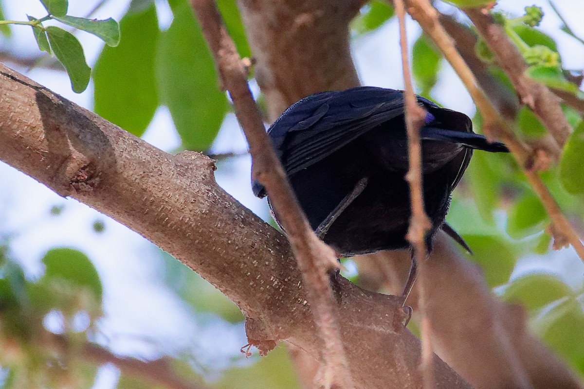 Arabian Sunbird - ML645879485