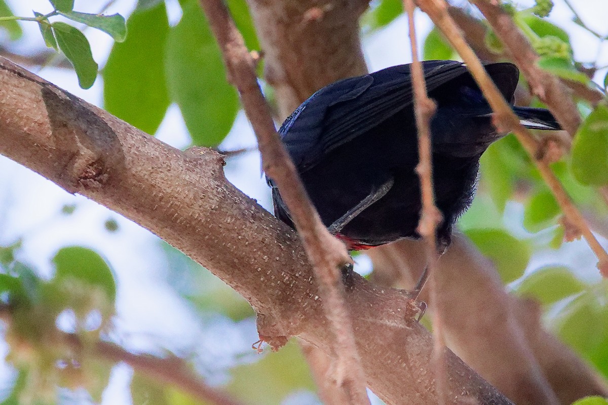 Arabian Sunbird - ML645879486