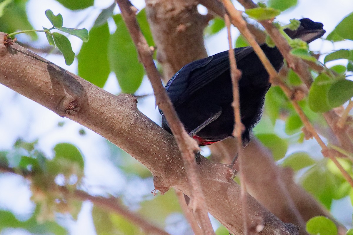 Arabian Sunbird - ML645879487