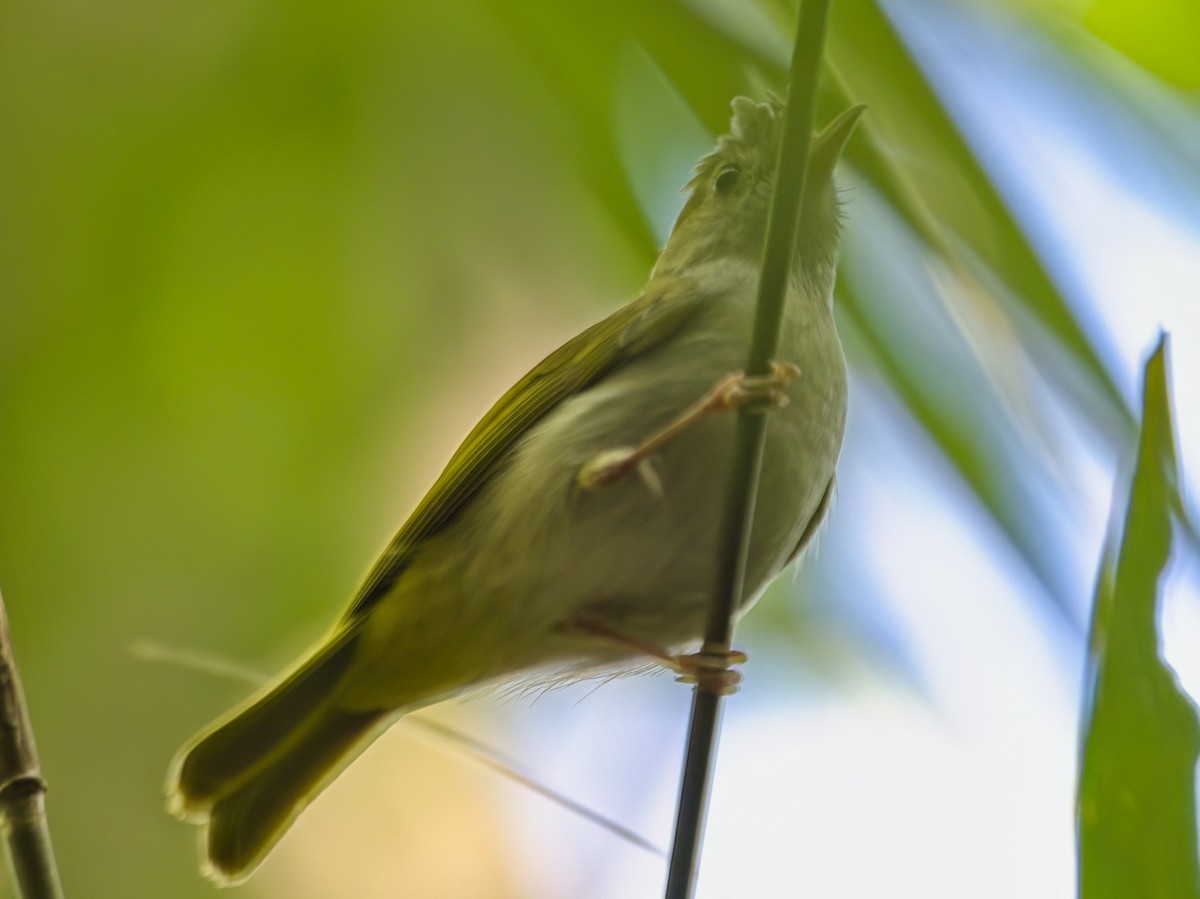 アオチメドリ - ML645879488