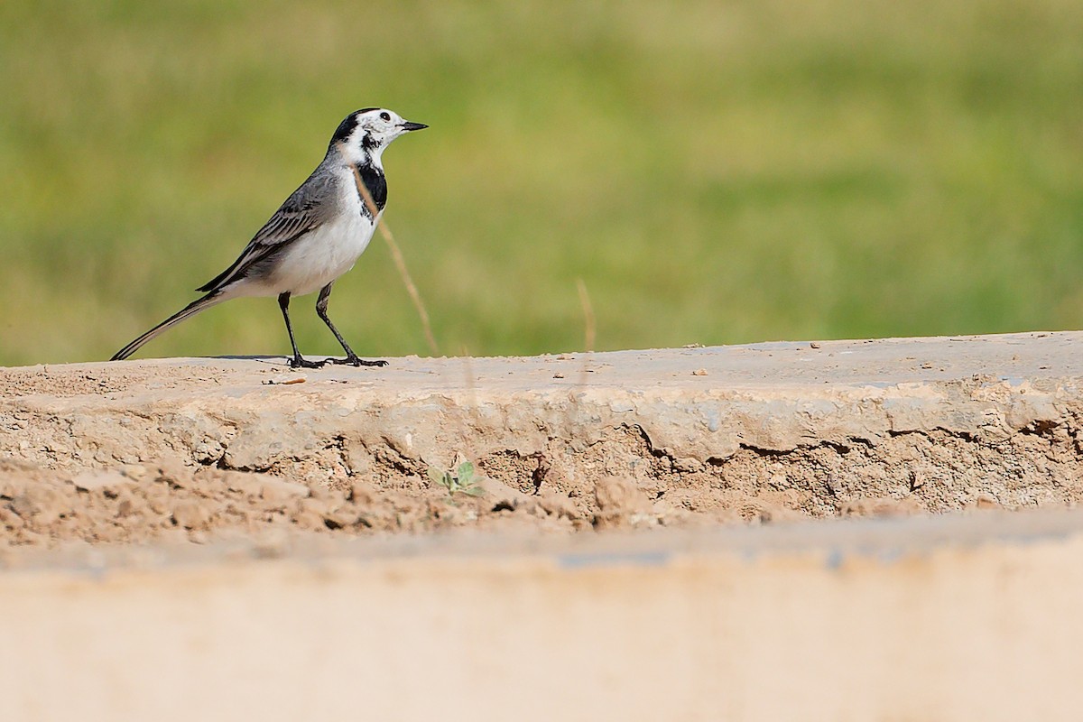 ハクセキレイ - ML645879489