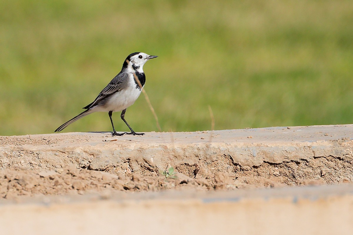 ハクセキレイ - ML645879490