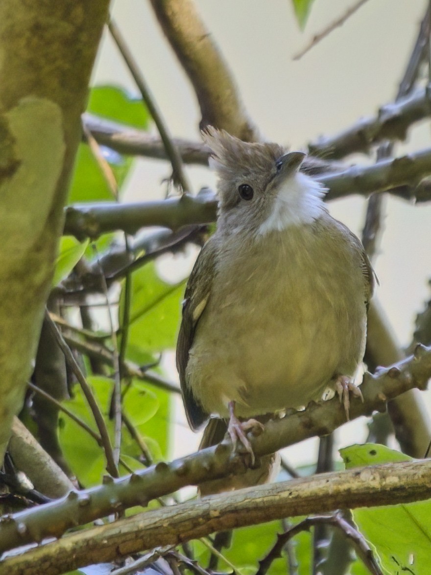 シロハラカンムリヒヨドリ - ML645879491