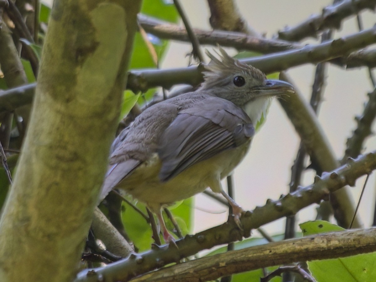 シロハラカンムリヒヨドリ - ML645879492