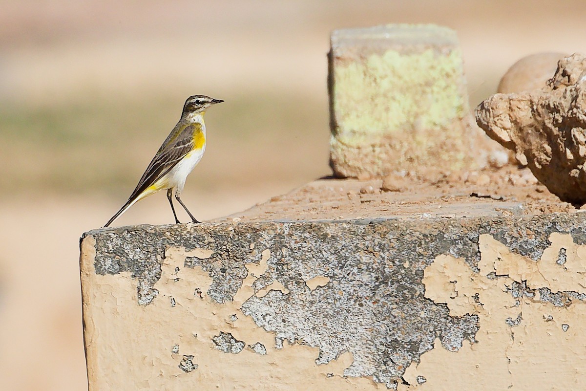 ニシツメナガセキレイ - ML645879493