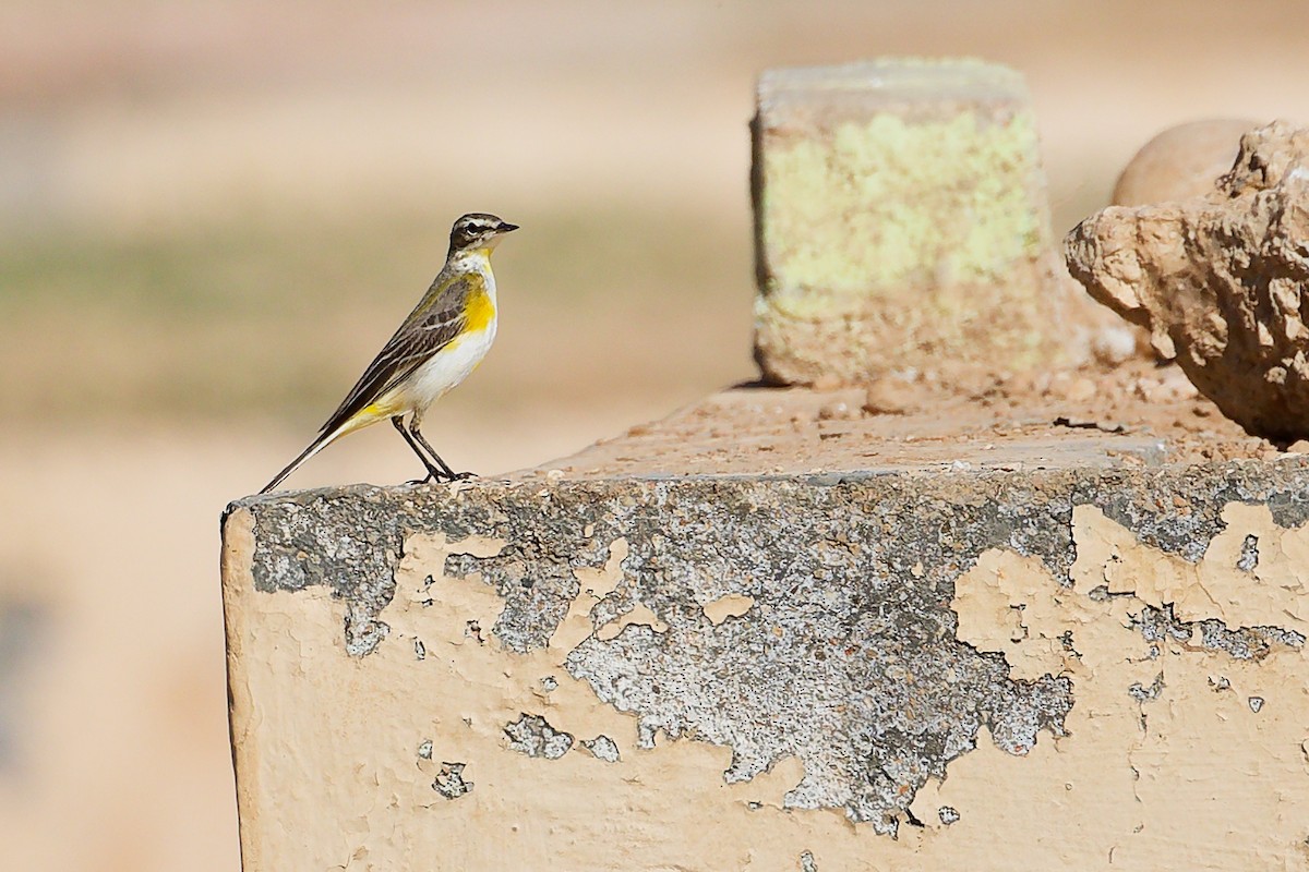 ニシツメナガセキレイ - ML645879495