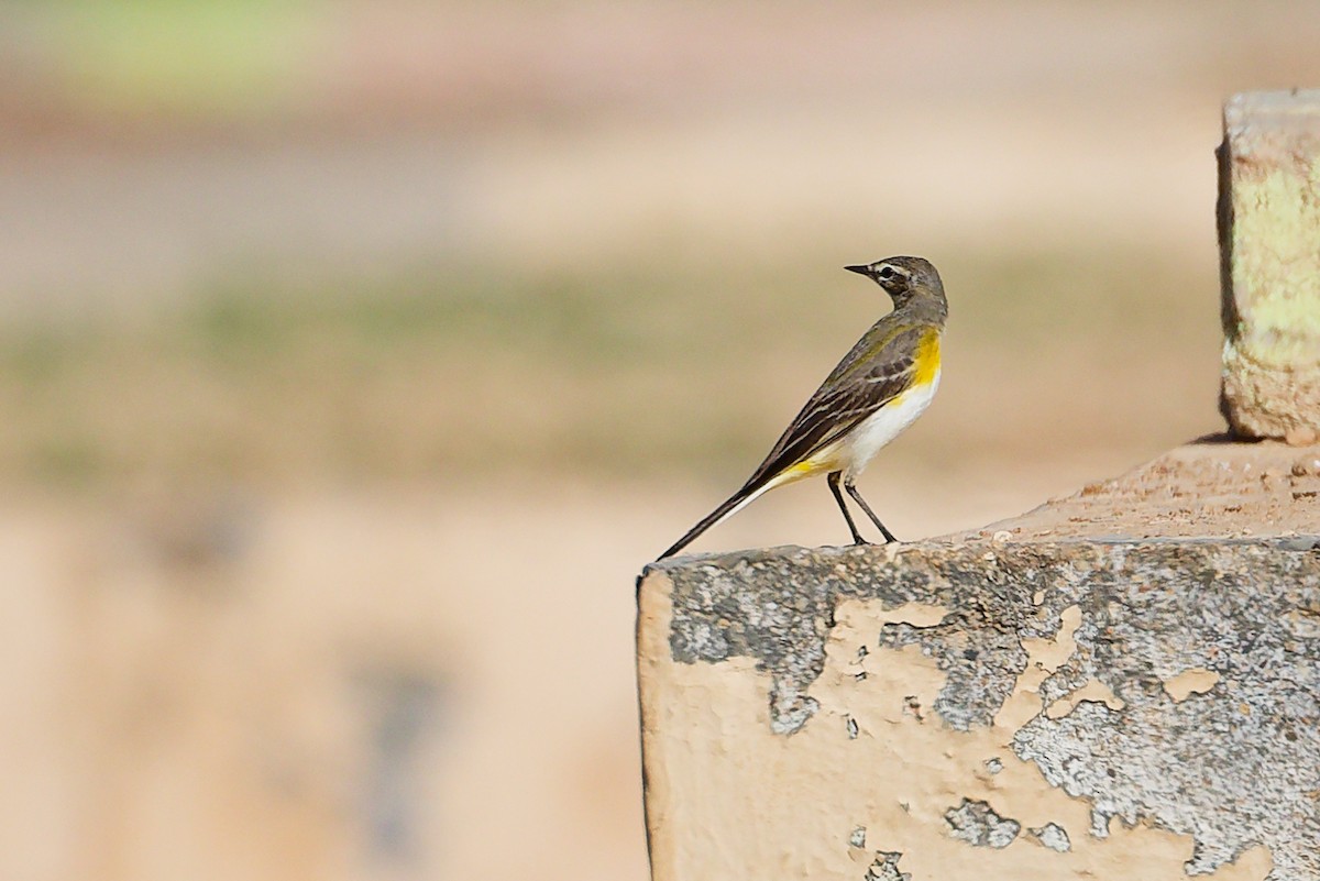 ニシツメナガセキレイ - ML645879496