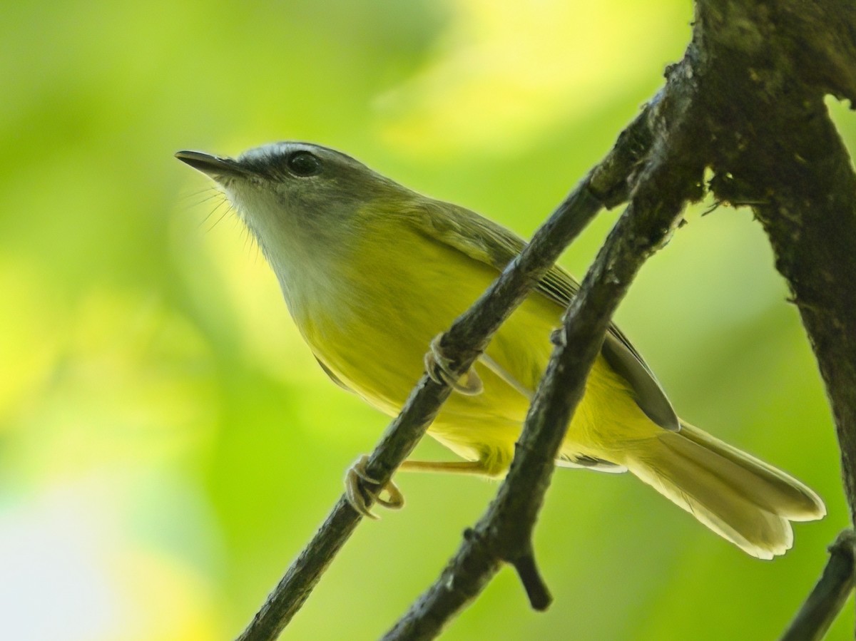 マミジロムシクイ - ML645879497