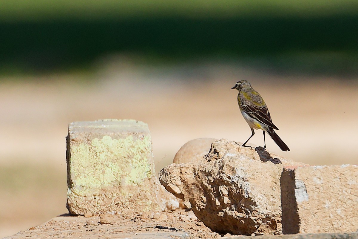 ニシツメナガセキレイ - ML645879498