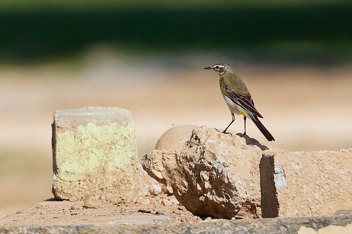 ニシツメナガセキレイ - ML645879499