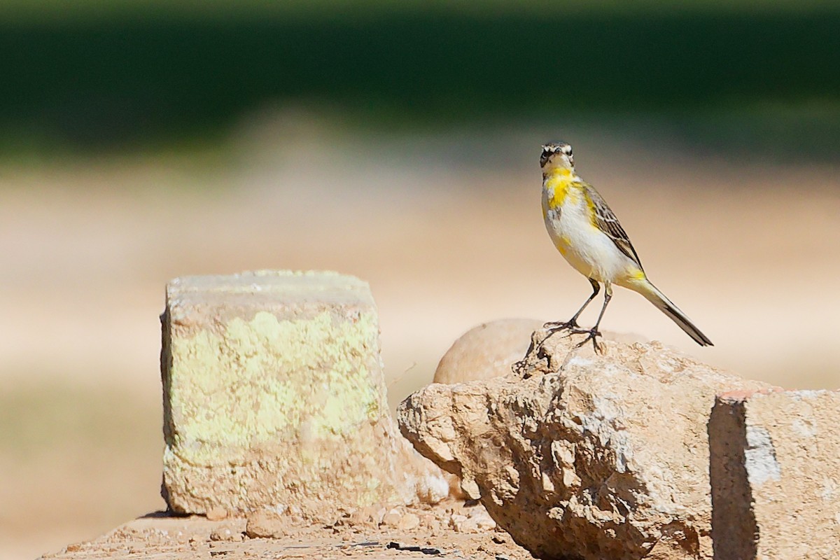 ニシツメナガセキレイ - ML645879500