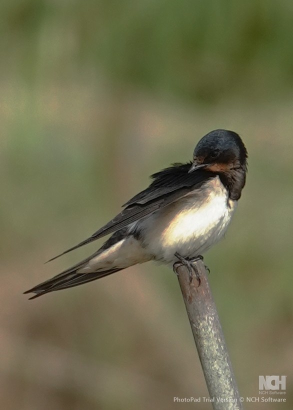 Ластівка сільська - ML645879514