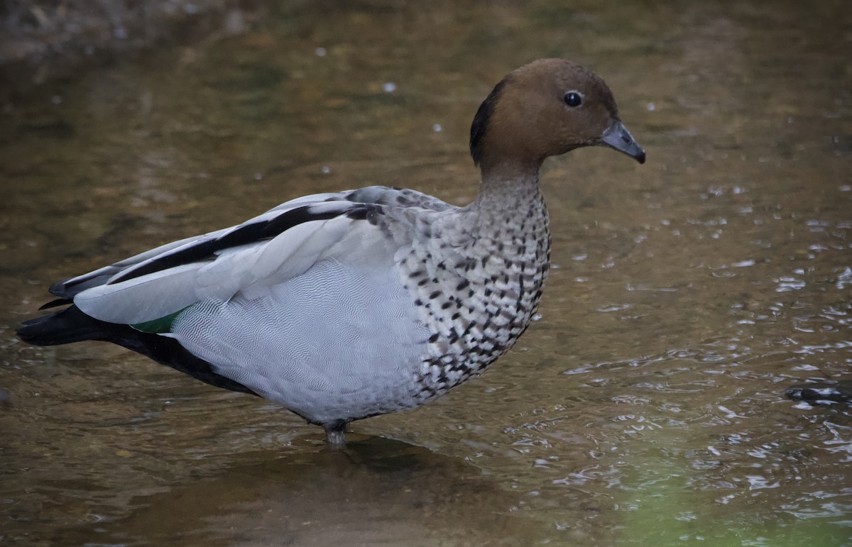 Maned Duck - ML645879517