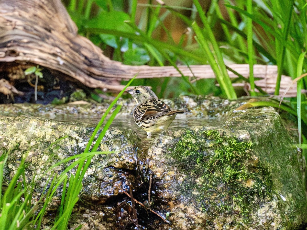 Вівсянка маскова - ML645879518