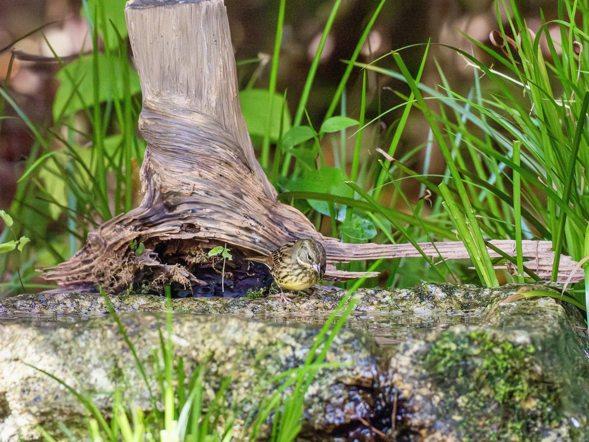 Вівсянка маскова - ML645879519