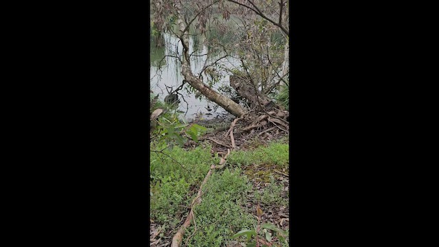 Baillon's Crake (Australasian) - ML645879521